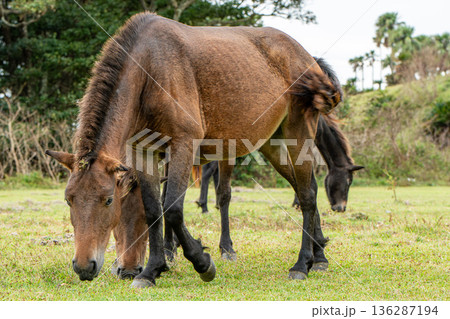 宮崎の都井岬の野生馬 136287194