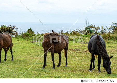 宮崎の都井岬の野生馬 136287195