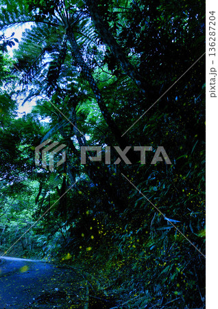 夕暮れ時に一斉に光る沖縄 八重山のホタル 136287204