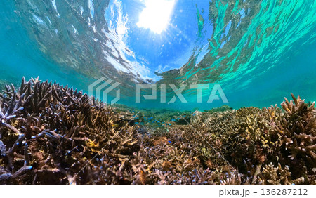 浅い海の美しいサンゴ礁 浅い海の美しいサンゴ礁 136287212