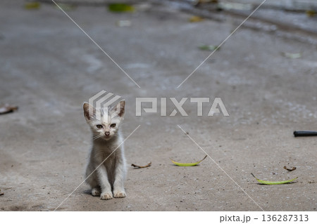 Small Stray Kitten Sitting Alone on Concrete Ground Small Stray Kitten Sitting Alone on Concrete Ground 136287313