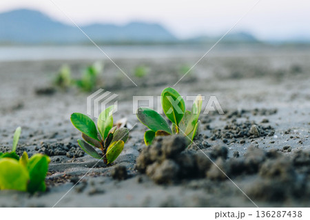 Young Mangrove Seedlings Emerging from Coastal Mudflat 136287438