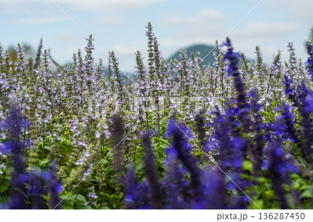 Purple Flower Field in Bloom with Mountain Background 136287450