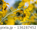 Group of Yellow Sunflowers with Soft Focus Background 136287452
