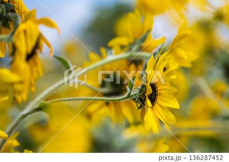 Group of Yellow Sunflowers with Soft Focus Background 136287452