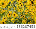 Yellow Sunflower Field in Full Bloom 136287453