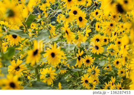 Yellow Sunflower Field in Full Bloom 136287453