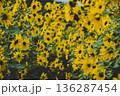 Dense Yellow Sunflowers Blooming in Natural Field 136287454