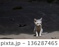 Lonely Kitten Sitting on Concrete in Soft Natural Light 136287465