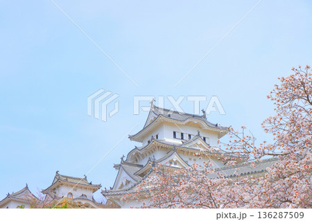 兵庫県姫路市、満開の桜と姫路城の風景 兵庫県姫路市、満開の桜と姫路城の風景 136287509