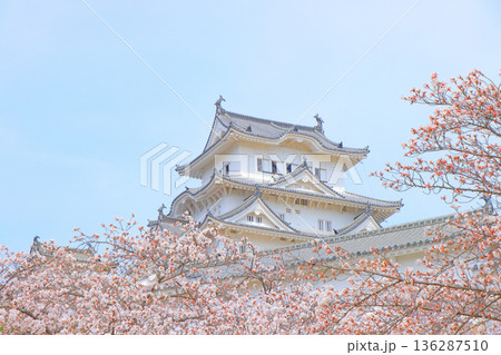 兵庫県姫路市、満開の桜と姫路城の風景 136287510