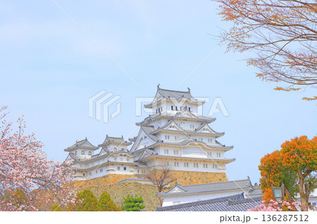 兵庫県姫路市、満開の桜と姫路城の風景 兵庫県姫路市、満開の桜と姫路城の風景 136287512