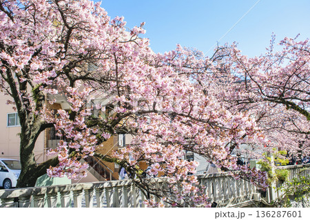 静岡県熱海市 あたみ桜 糸川遊歩道 2月上旬 静岡県熱海市 あたみ桜 糸川遊歩道 2月上旬 136287601