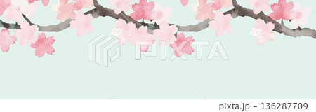 桜のバナー背景イラスト。春のキャンペーン、セール、お花見、卒業、入学、飾りのフレームデザイン素材 136287709