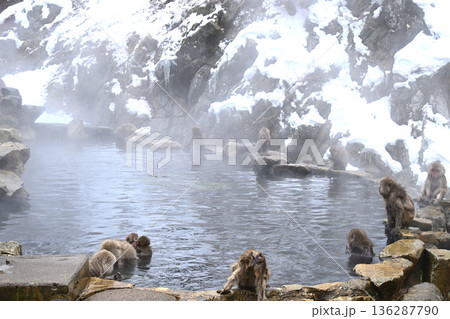 冬の地獄谷野猿公苑のニホンザル 136287790