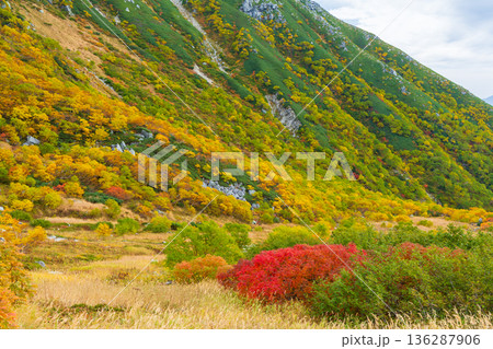 秋の中央アルプス　紅葉の千畳敷カール 136287906