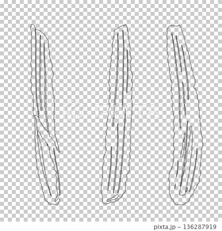 Line drawing illustration of thick stems and bases of lemongrass used in cooking Line drawing illustration of thick stems and bases of lemongrass used in cooking 136287919