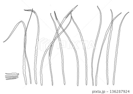 自然に群生して生えているレモングラスの線画イラスト 136287924