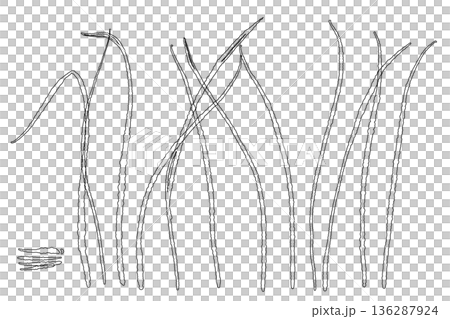檸檬草在自然棲息地生長的線條畫插圖 檸檬草在自然棲息地生長的線條畫插圖 136287924
