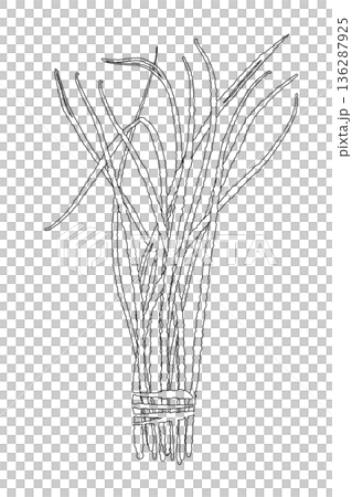 一幅線條畫，描繪的是一束束的檸檬草，就像市場上賣的那種。 136287925