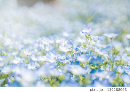 ネモフィラ 136288068