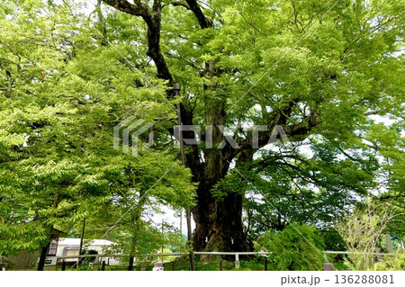 子育てが終わりアオバズクが去った後の野間の大ケヤキの風景　大阪府豊能郡 136288081