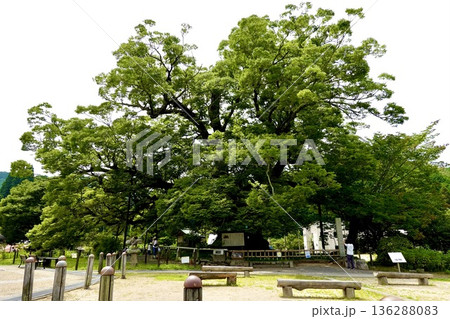 子育てが終わりアオバズクが去った後の野間の大ケヤキの風景　大阪府豊能郡 136288083