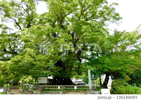 子育てが終わりアオバズクが去った後の野間の大ケヤキの風景 大阪府豊能郡 子育てが終わりアオバズクが去った後の野間の大ケヤキの風景 大阪府豊能郡 136288085