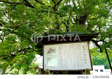 子育てが終わりアオバズクが去った後の野間の大ケヤキの風景　大阪府豊能郡 136288088