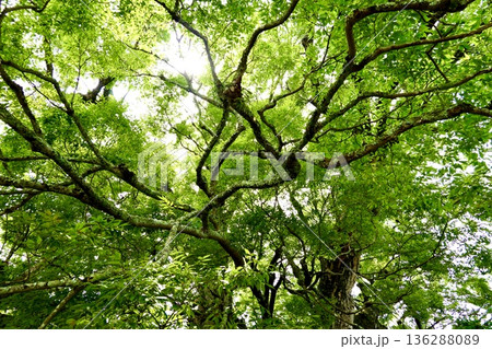 子育てが終わりアオバズクが去った後の野間の大ケヤキの風景　大阪府豊能郡 136288089
