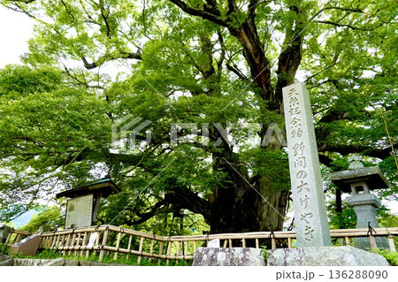子育てが終わりアオバズクが去った後の野間の大ケヤキの風景 大阪府豊能郡 子育てが終わりアオバズクが去った後の野間の大ケヤキの風景 大阪府豊能郡 136288090