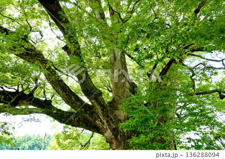 子育てが終わりアオバズクが去った後の野間の大ケヤキの風景 大阪府豊能郡 子育てが終わりアオバズクが去った後の野間の大ケヤキの風景 大阪府豊能郡 136288094