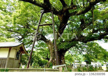 子育てが終わりアオバズクが去った後の野間の大ケヤキの風景 大阪府豊能郡 子育てが終わりアオバズクが去った後の野間の大ケヤキの風景 大阪府豊能郡 136288096