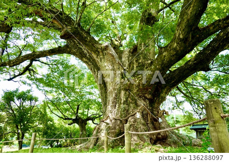 子育てが終わりアオバズクが去った後の野間の大ケヤキの風景　大阪府豊能郡 136288097