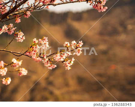 春を告げる桜の花 136288343