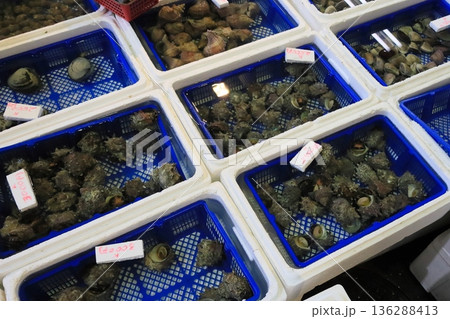 生け簀で売られるサザエ 生け簀で売られるサザエ 136288413