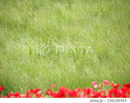 春風に波打つ野草 春風に波打つ野草 136288483