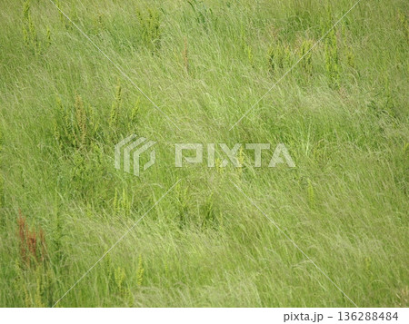 春風に波打つ野草 春風に波打つ野草 136288484