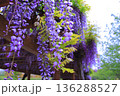 初夏の公園に咲いた藤の花 初夏の公園に咲いた藤の花 136288527