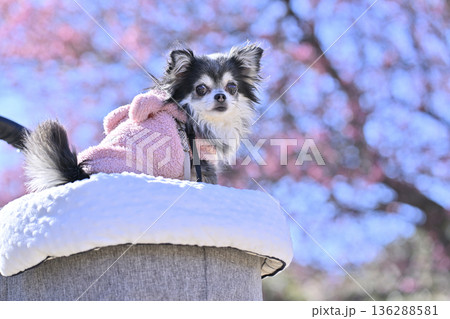 満開の梅林と2匹の仲良しチワワ　春の素材 136288581