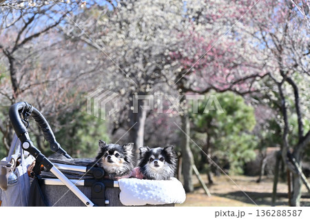満開の梅林と2匹の仲良しチワワ 春の素材 満開の梅林と2匹の仲良しチワワ 春の素材 136288587