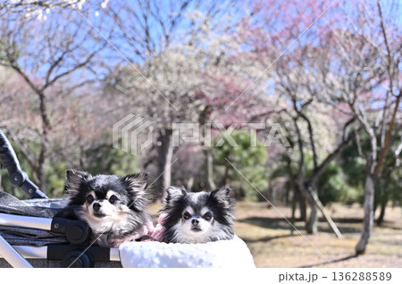 満開の梅林と2匹の仲良しチワワ 春の素材 満開の梅林と2匹の仲良しチワワ 春の素材 136288589