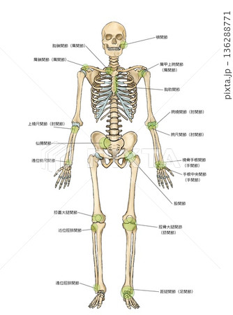 前から見た骨格と関節の名称 前から見た骨格と関節の名称 136288771