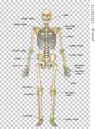 前から見た骨格と関節の名称 前から見た骨格と関節の名称 136288771