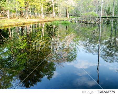 池の水面に映る樹々と青空 136288779