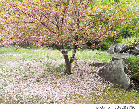 さくら散る自然公園 136288780