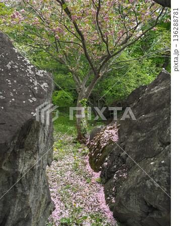火砕岩に桜吹雪 136288781