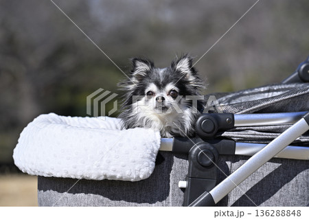おしゃれなペットカートでお散歩　ロングコートチワワ 136288848
