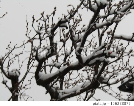 雪降ったカリンの木にも雪積 雪降ったカリンの木にも雪積 136288875
