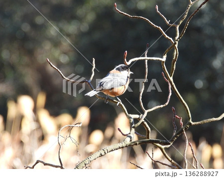 ヤマガラ 136288927